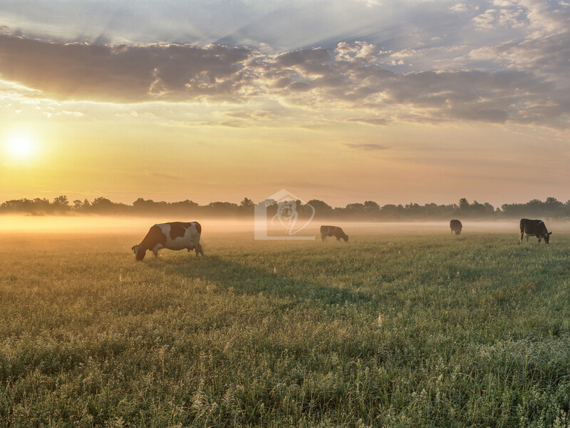 Azienda agricola in affitto a Brescia campagna